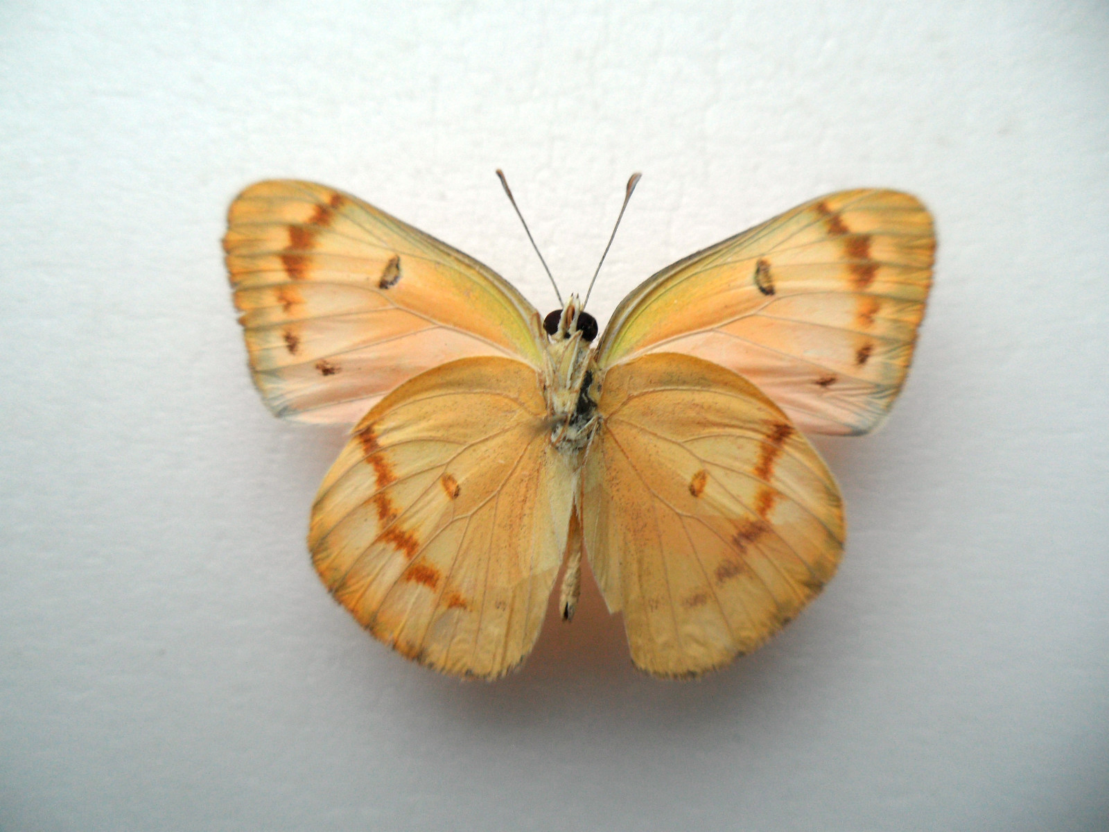 Colotis fausta Male Mosaic Gynandromorph (INDIA)2 (Internet Image property of respective owner, non-commercial use only)